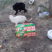 photo de livraison pour Les Chats Libres de la Canterrane