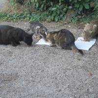 photo de livraison pour Chat Libre de l'Ile du Ramier