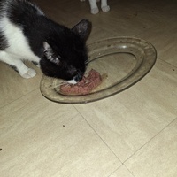 photo de livraison pour Protect Cat