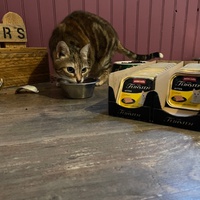 photo de livraison pour Association des Chats Camarguais