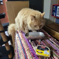 photo de livraison pour Chat de Gout'hier sans Toit