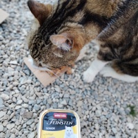 photo de livraison pour Chats errants du val du crenu