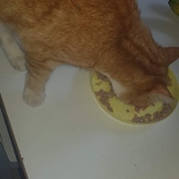 photo de livraison pour Protect Cat