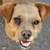 photo animal