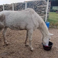 photo de livraison pour Les Chevaux d'Elo