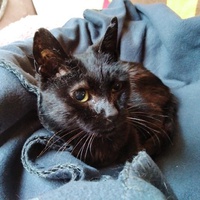photo de livraison pour Association Des  Chats  De Hyeres