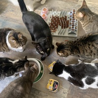 photo de livraison pour Association des Chats Camarguais