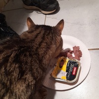photo de livraison pour Protection Animale Amélienne