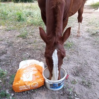 photo de livraison pour Happy Horse Day