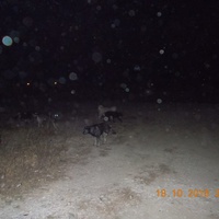 photo de livraison pour Pro Animals Finland ry