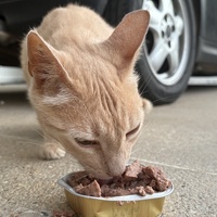 photo de livraison pour Les Chats de la Rue