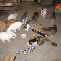 photo de livraison pour Jardin des Chats