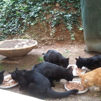photo de livraison pour Chats libres niçois
