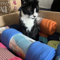 photo de livraison pour Association C.A.T.S. Chat Animal Terrien Solidarité