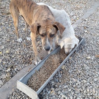 photo de livraison pour Antonia Save Animals