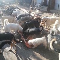 photo de livraison pour Europe4strays