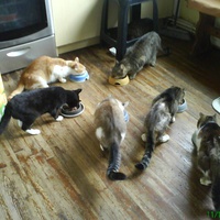 photo de livraison pour Pattes de Chats 50