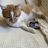 photo de livraison pour Cosa Animalia