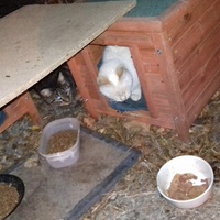 photo de livraison pour Les Chats Libres de la Canterrane