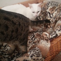 photo de livraison pour Ecole du Chat d’Arbois