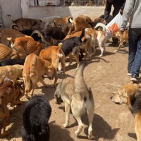 photo de livraison pour Le Coeur sur la Patte