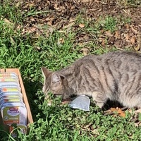 photo de livraison pour Ecole du Chat des Alpilles