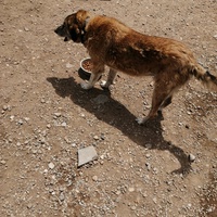 photo de livraison pour Animals voice Macedonia