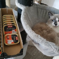 photo de livraison pour Les Pattounes de l'Espoir