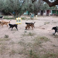 photo de livraison pour Help Adopt Moroccan Animals