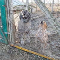 photo de livraison pour Azil Bella