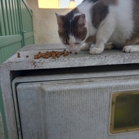 photo de livraison pour L'Ecole du Chat Istreen