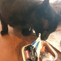photo de livraison pour SOS Chats Libres