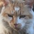 photo animal