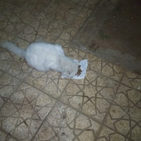 photo de livraison pour Hajar Aourz