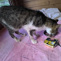 photo de livraison pour Association Chats Errants Val de Nièvre