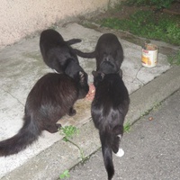 photo de livraison pour Chat Libre de l'Ile du Ramier