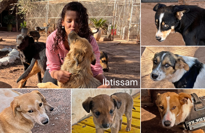SOS 168 dogs Morocco - Help Adopt Moroccan Animals - Animal Webaction