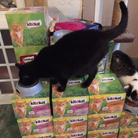 photo de livraison pour Vallée des Chats