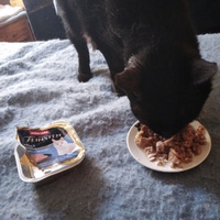 photo de livraison pour L'Ecole du Chat Istreen