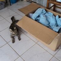 photo de livraison pour Protection Animale Amélienne