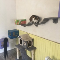 photo de livraison pour Association des Chats Camarguais