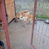 photo de livraison pour Viata Animalelor