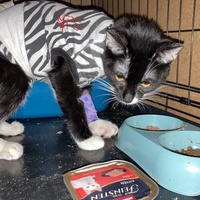 photo de livraison pour Association C.A.T.S. Chat Animal Terrien Solidarité