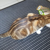 photo de livraison pour Chats en Liberté