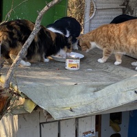 photo de livraison pour Les chats Port-Saint-Louisiens