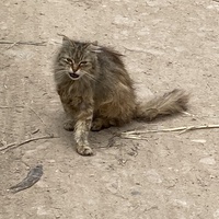 photo de livraison pour Ecole du Chat des Alpilles