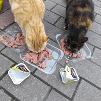 photo de livraison pour Chez Minou