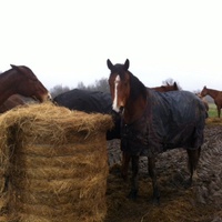 photo de livraison pour Cheval Espoir 33