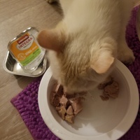 photo de livraison pour Chats Maux