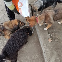 photo de livraison pour Asociația Hăpluț și prietenii